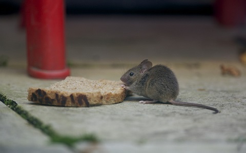 Morfologí­a, biología y comportamiento del ratón común o casero